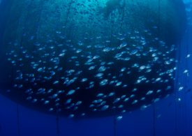 Boosting Jobs: Local seafood processing on the horizon