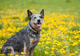 Protect your dog from Ehrlichia canis