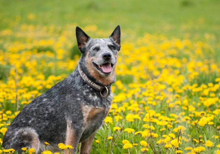 Protect your dog from Ehrlichia canis