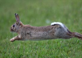 Hop to it and snap a feral for new competition!