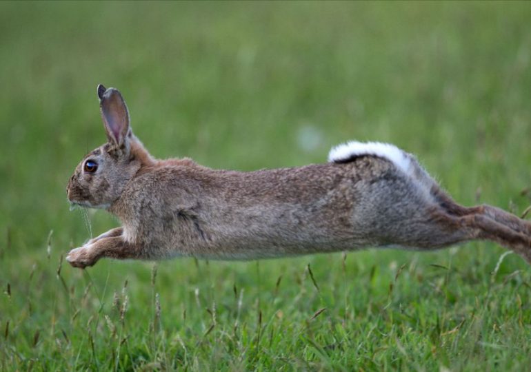 Hop to it and snap a feral for new competition!