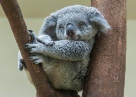Experts To Lead Major Independent Review Of Wildlife Act