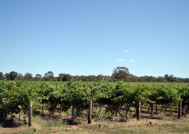 Limestone Coast vineyard on the market