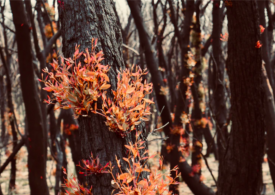 Green Shoots program for Quaama and Kiah communities