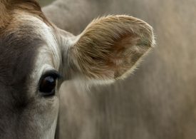 2021 Tasmanian Dairy Business of the Year award winner announced