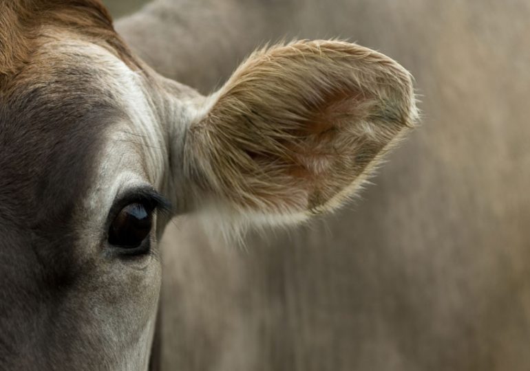 2021 Tasmanian Dairy Business of the Year award winner announced