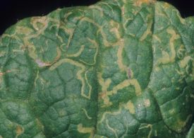 Integrated pest management best option for new leaf miner