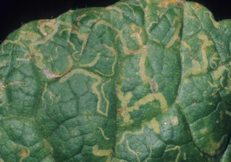 Integrated pest management best option for new leaf miner