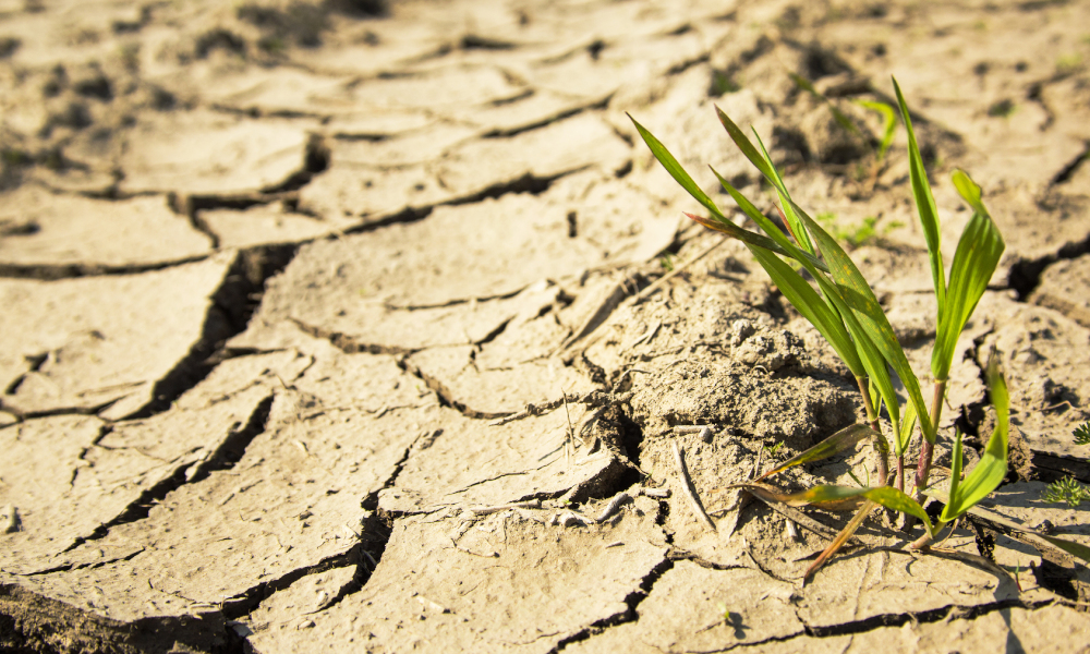 $8 million to be poured into drought resilience in agriculture