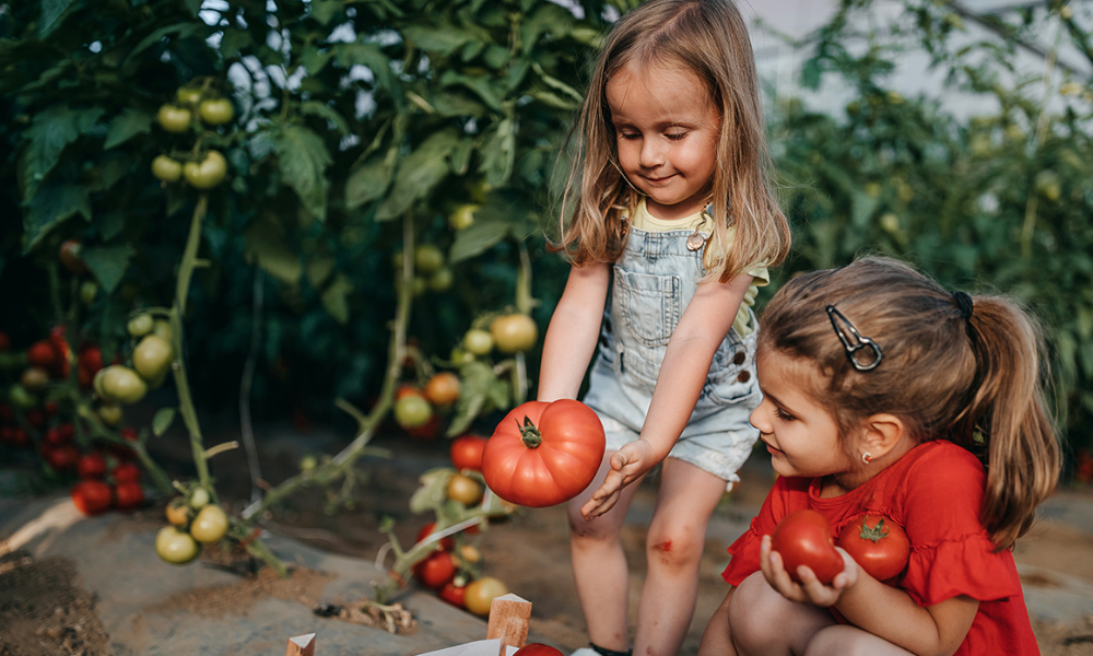 Territorians encouraged to join national Tomato Potato Psyllid Trapping Project