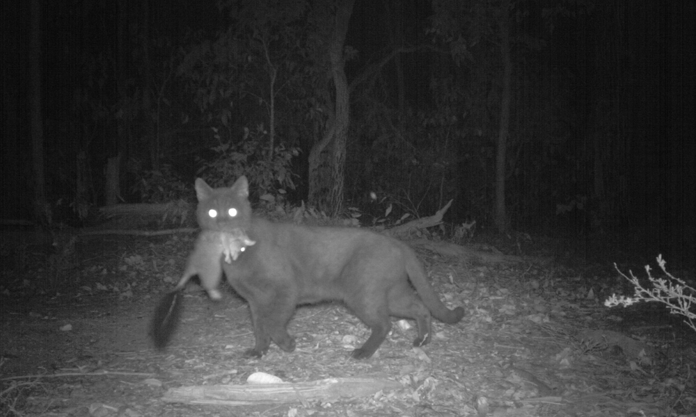 Fighting our feral future with kids at the helm
