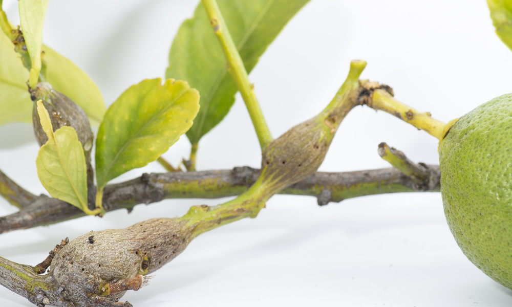 Home gardeners look out for citrus gall wasp