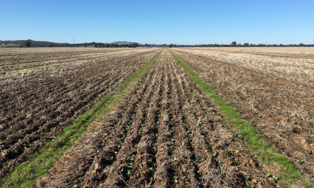 Central NSW growers investigate IWM options