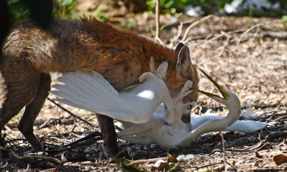 Australasian conference bounces towards a feral free future