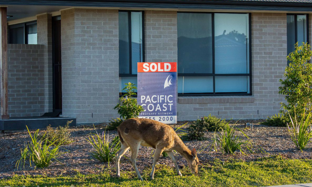 New Senate report puts feral deer in the headlights