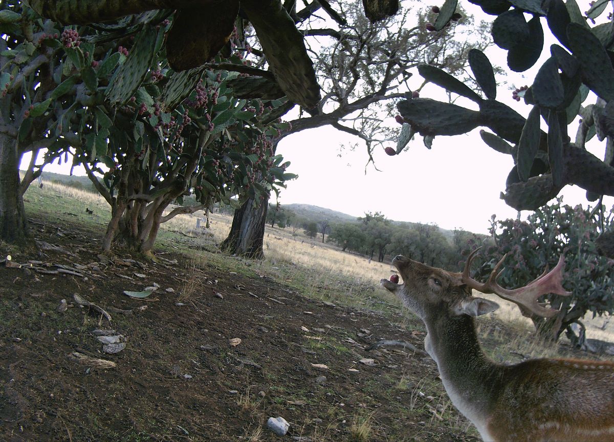 feral photos and video competition