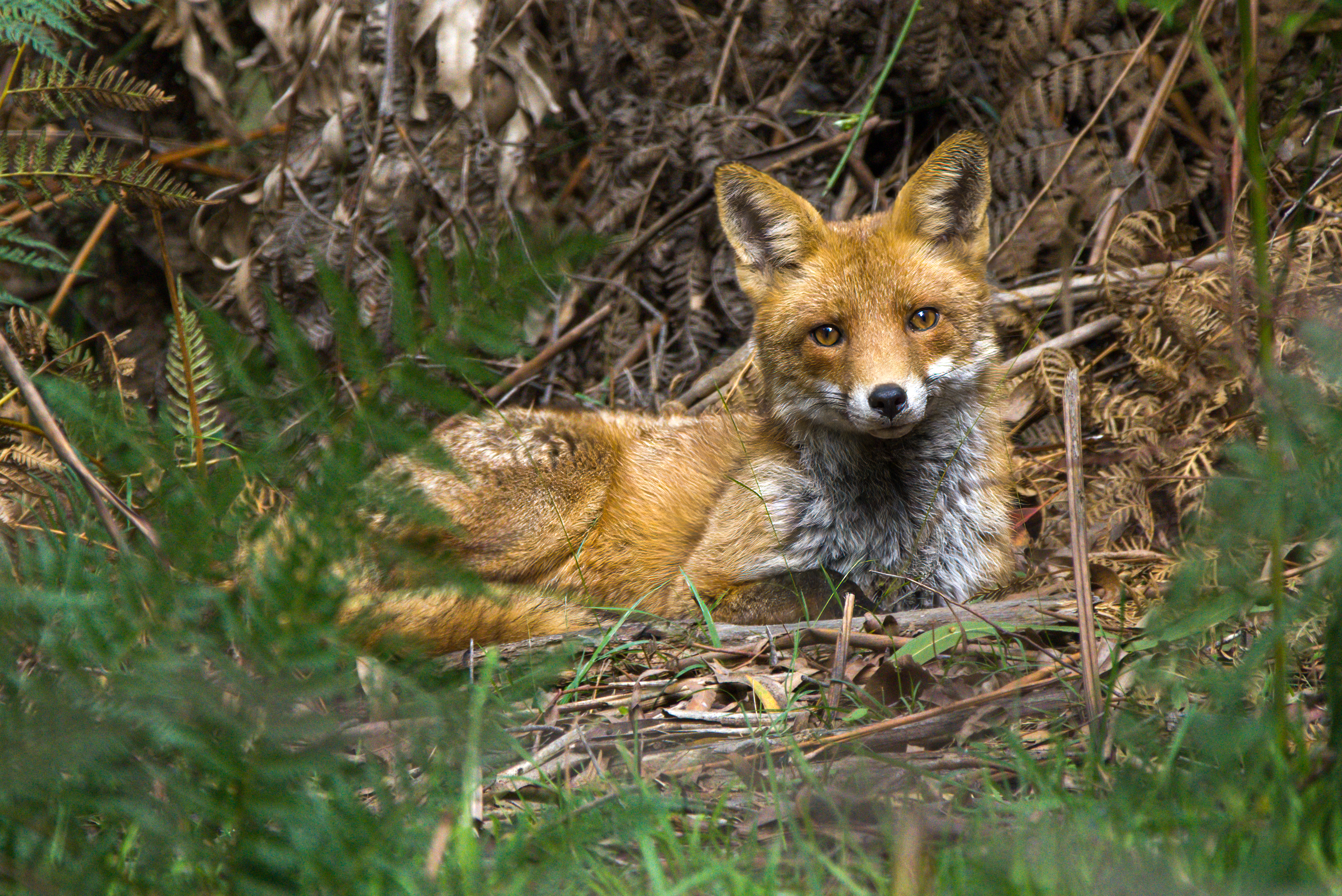 feral photos and video competition