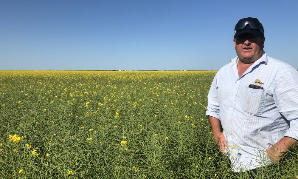 Canola hybrids bolster strong outcomes in face of global demand