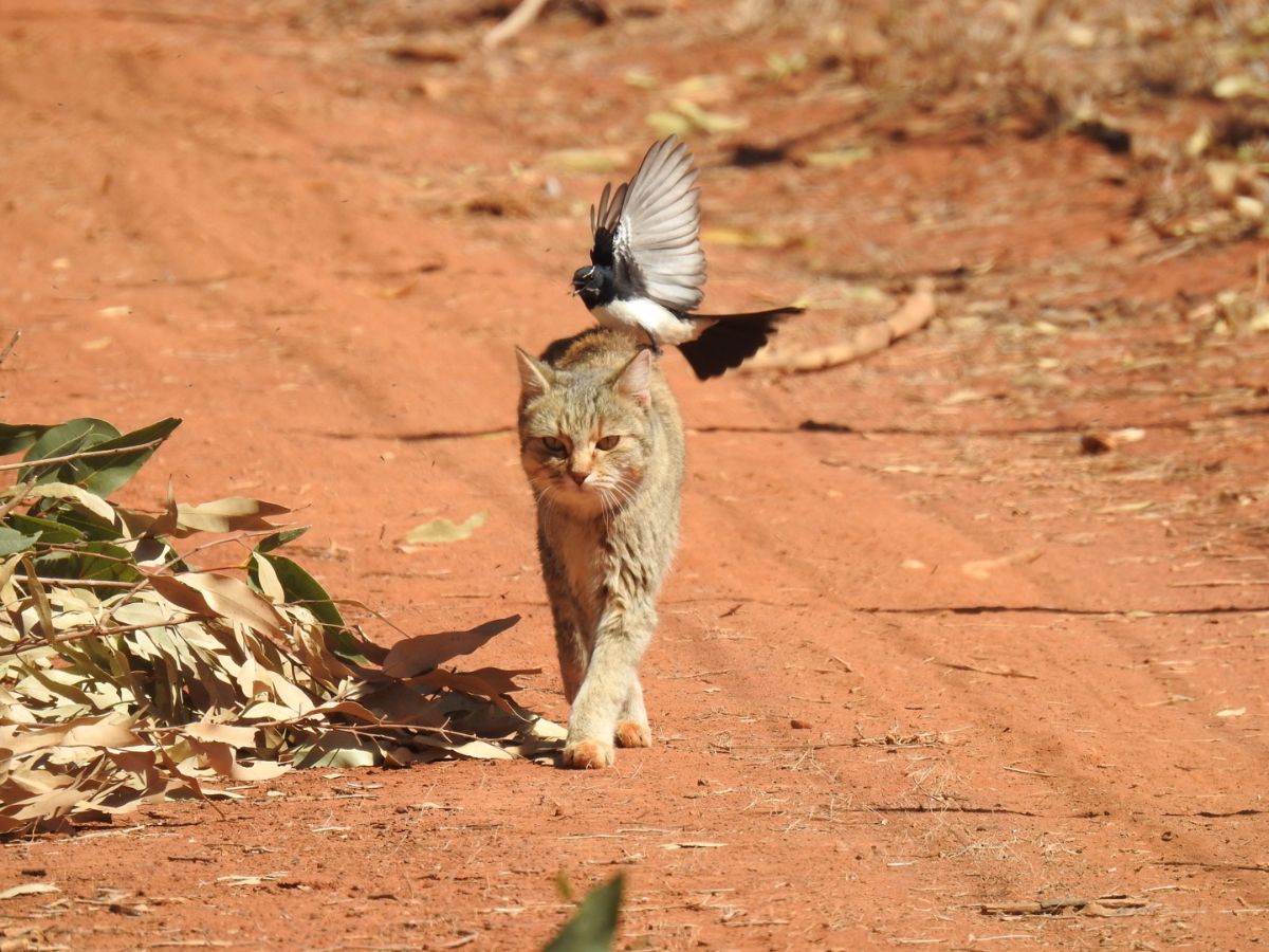 feral photos and video competition