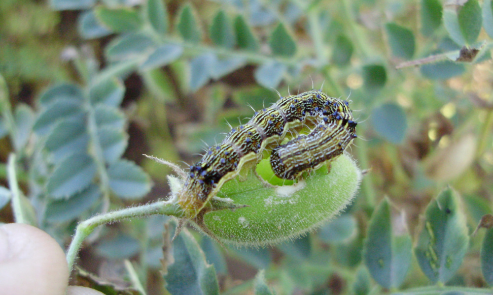 Best practice key to Helicoverpa insecticide resistance