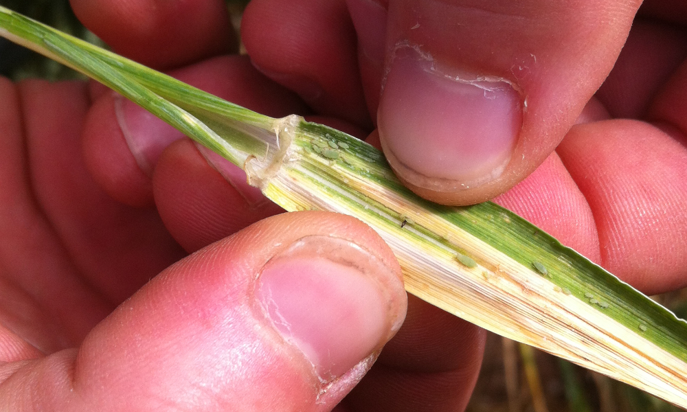 Check cereal crops for Russian wheat aphid
