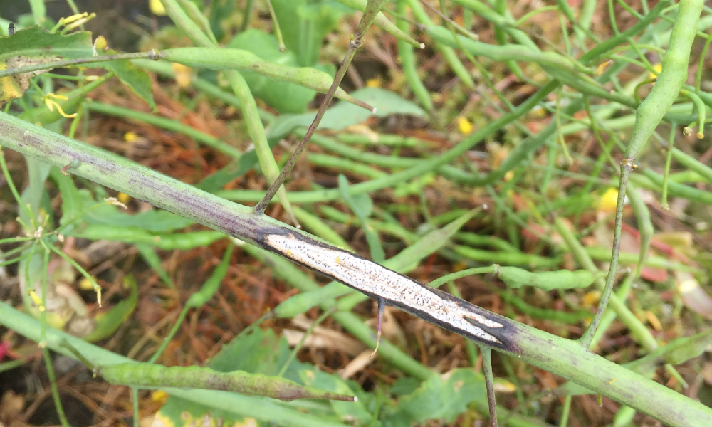 Handpicking genes for disease-resistant crops
