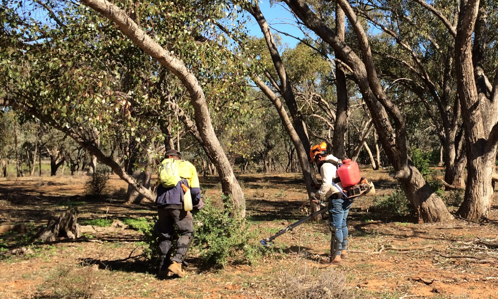Landholders encouraged to throw their hat in the ring for weed management funding