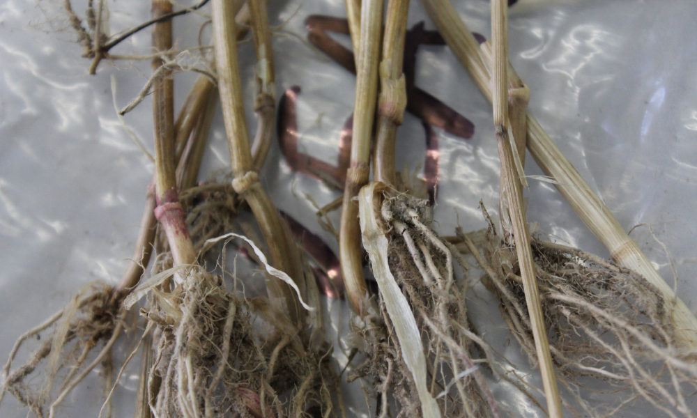 Workshops to offer insights into soil-borne diseases