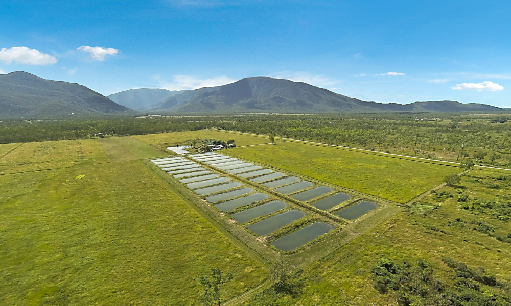 Large-scale North Qld aquaculture farm hits the market