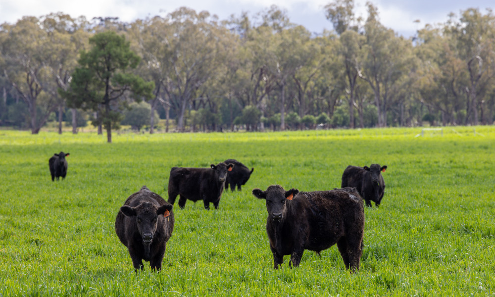 Sought after Gunnedah landholdings to be offered for sale by Shenhua Watermark Coal Pty Ltd