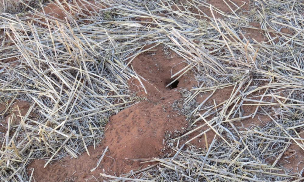 Growers urged to keep monitoring mouse numbers