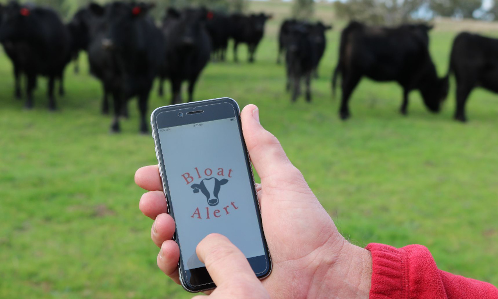 University app detects cattle bloat cases in southern NSW