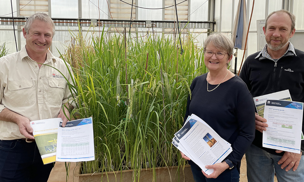 Rice on the boil in southern NSW