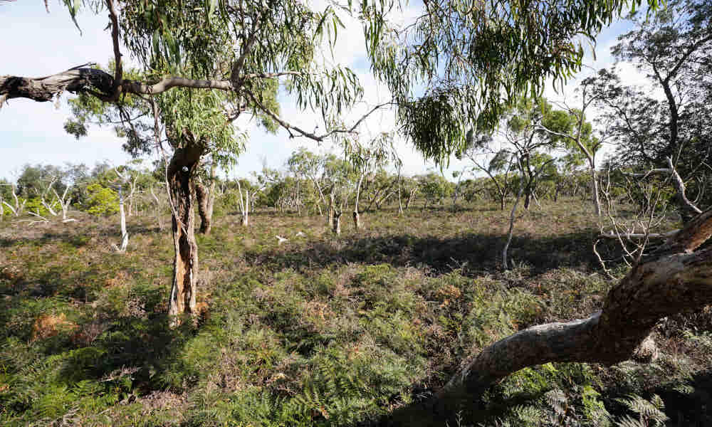 $160,000 for 'crucial habitat' for Gippsland Lakes Koalas