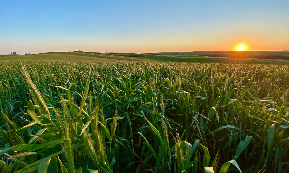 Expansive cropping holding on Eyre Peninsula for sale after four generations