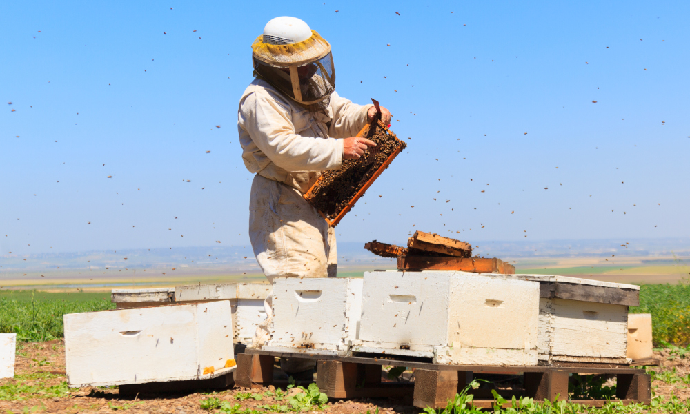 Celebrating the eradication of varroa mite