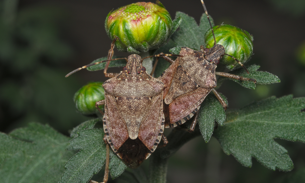 New important conditions for Brown Marmorated Stinkbug season