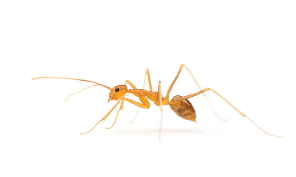 Keep an eye out for Yellow Crazy Ants