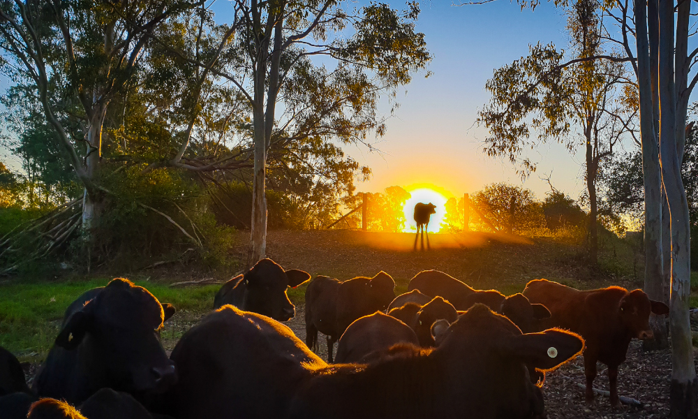 Snap the Discovery Coast through your eyes and win a great prize