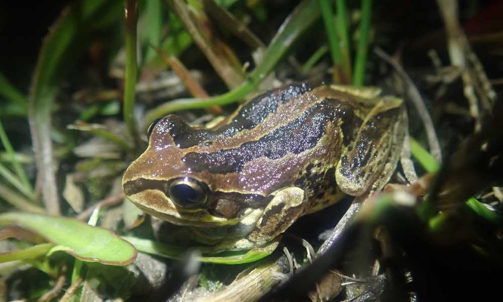 Hop into FrogID Week!