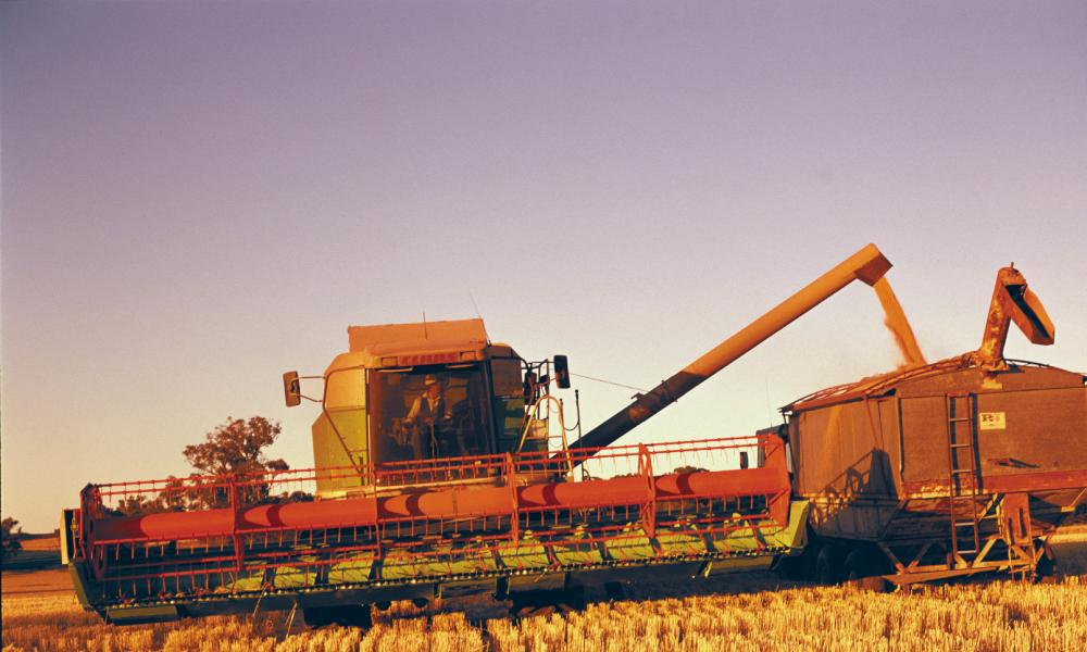 Grain harvest parthenium alert