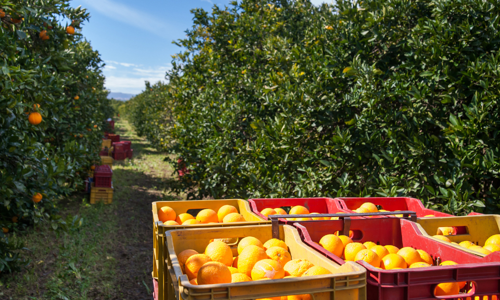 New biosecurity collaboration to protect Australian citrus industry