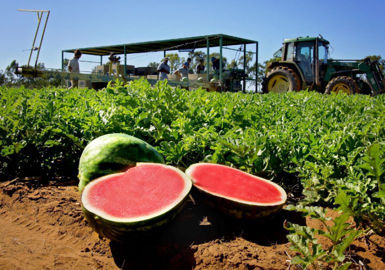 Biosecurity project launched to support melon industry