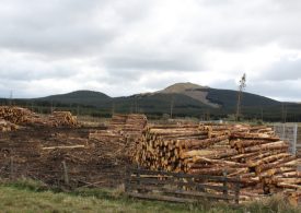 Forest industries launch election plan to grow vitally needed timber supplies