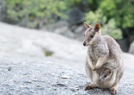 Rangers trial drones to track rare rock-wallaby