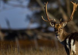 Game managers and hunters welcome Tasmania’s bold and progressive new deer plan