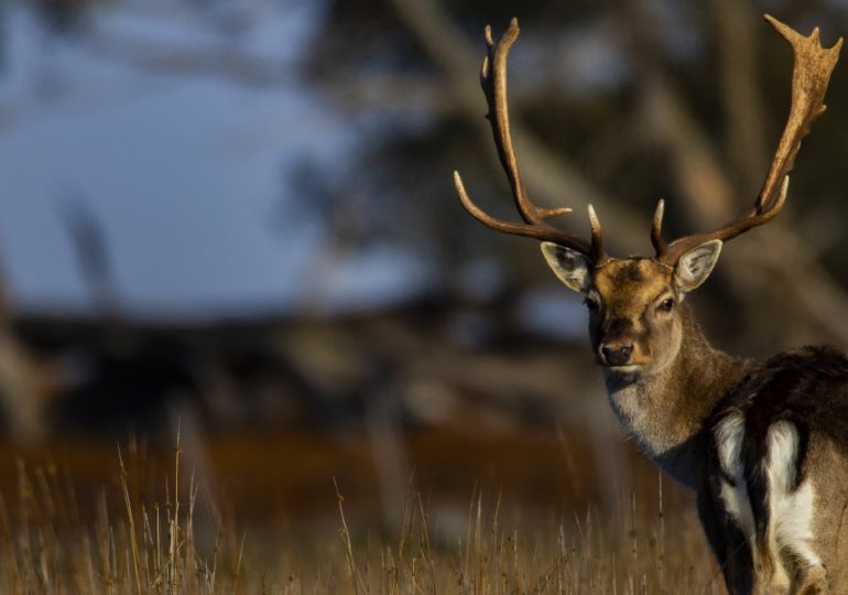 Game managers and hunters welcome Tasmania’s bold and progressive new deer plan