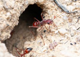 Bull ant evolves new way to target pain