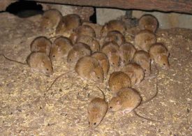 Don’t be blind to mouse monitoring and control