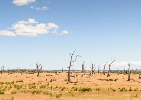 Regional drought resilience plan pilots announced for regional NSW